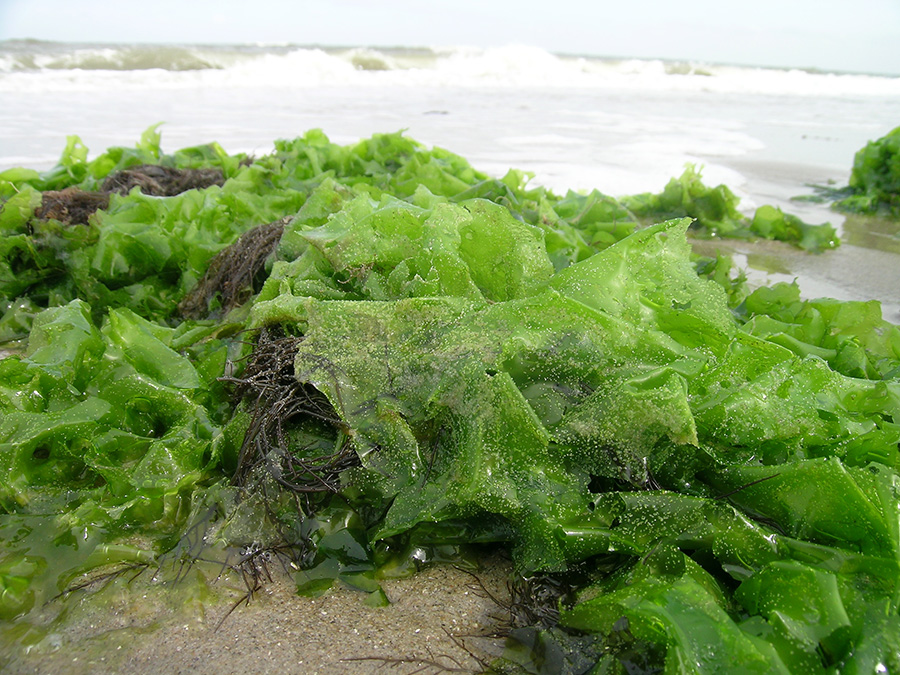 edible seaweed nova scotia