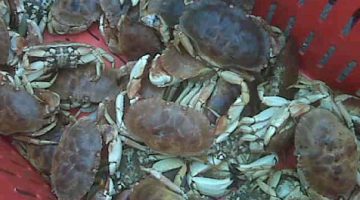 crab photo