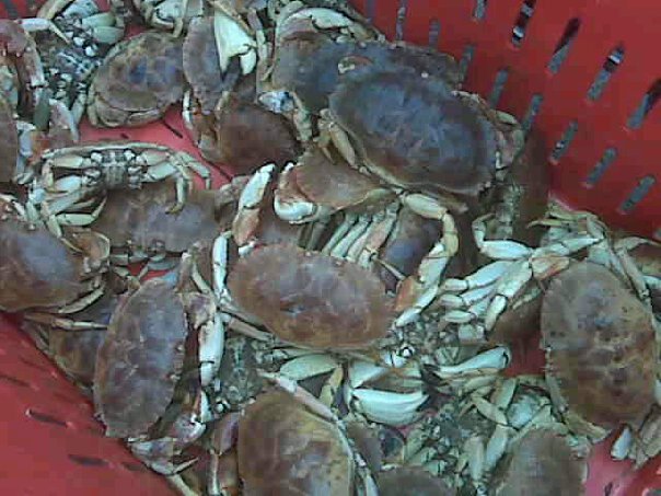 crab photo