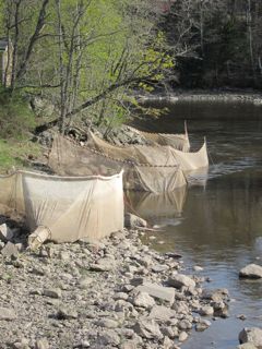 Four fyke nets along shore of Union River in Ellsworth