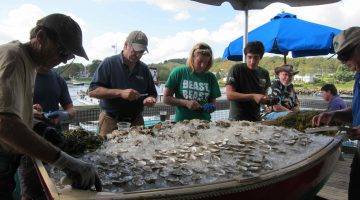 Four shuckers placing oysters on an ice-filled display boat at the festival