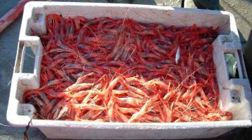 image of fresh caught shrimp