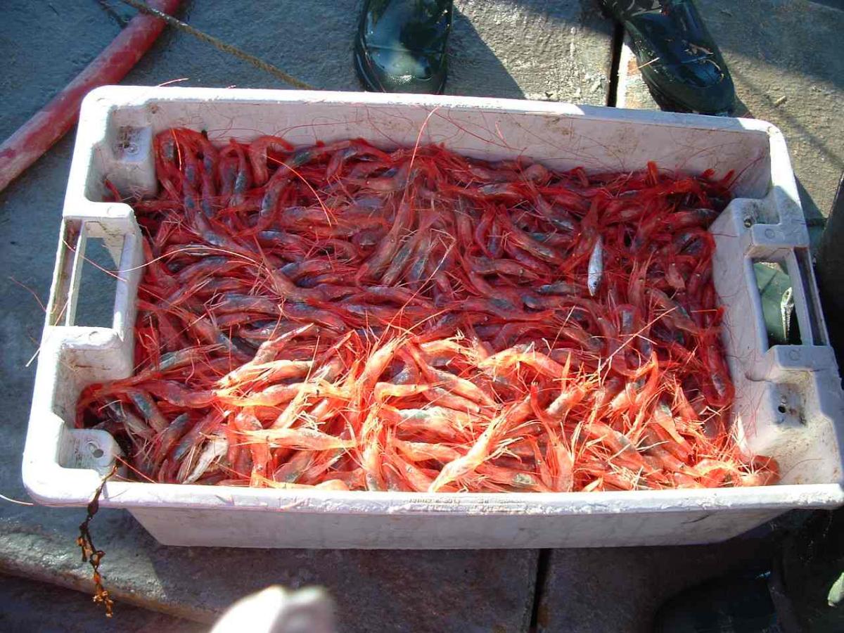 image of fresh caught shrimp