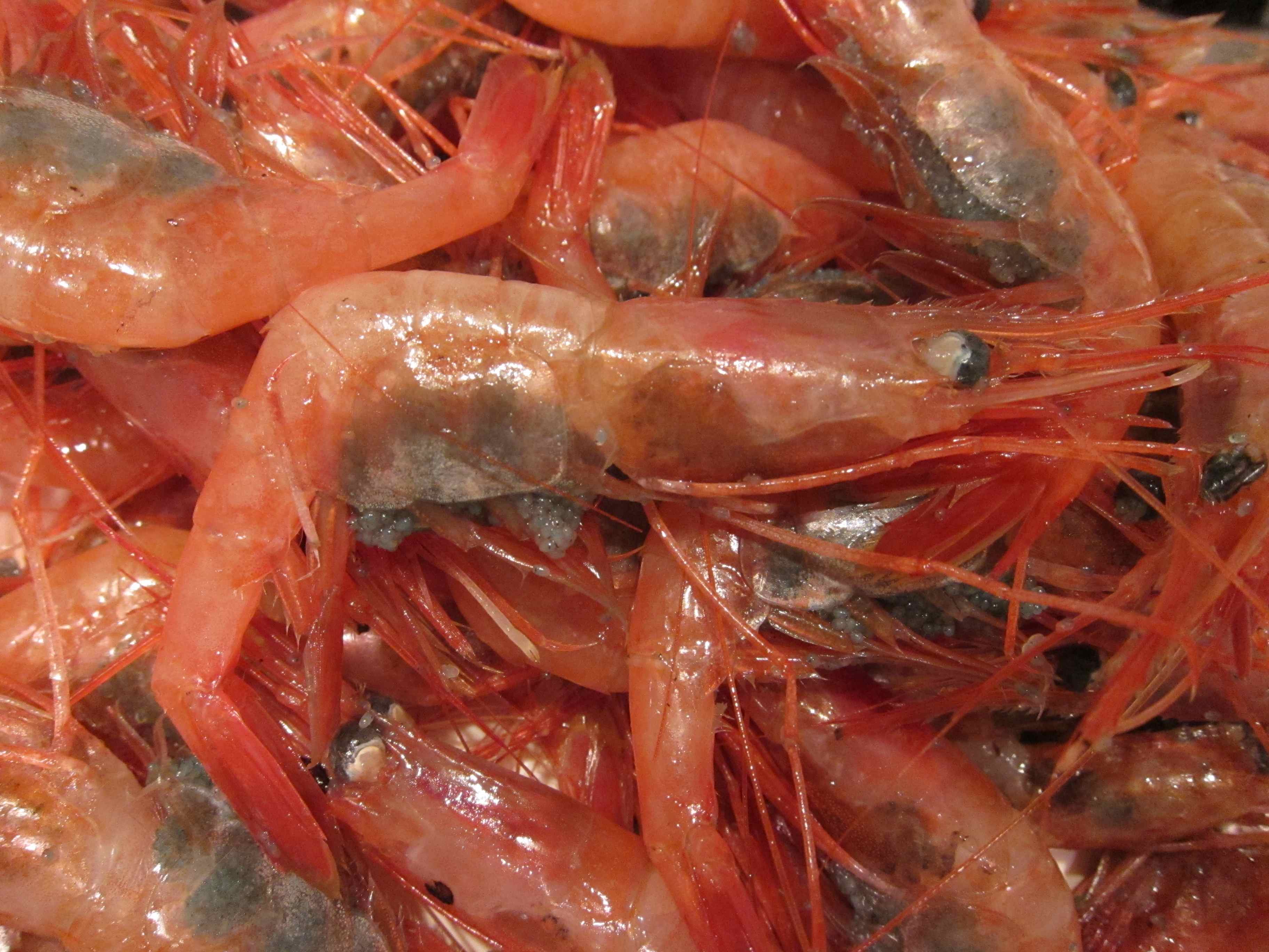 close up of shrimp