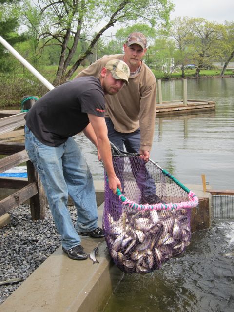 Zeb Woodbury and friend fish alewives out of Seven Mile Stream