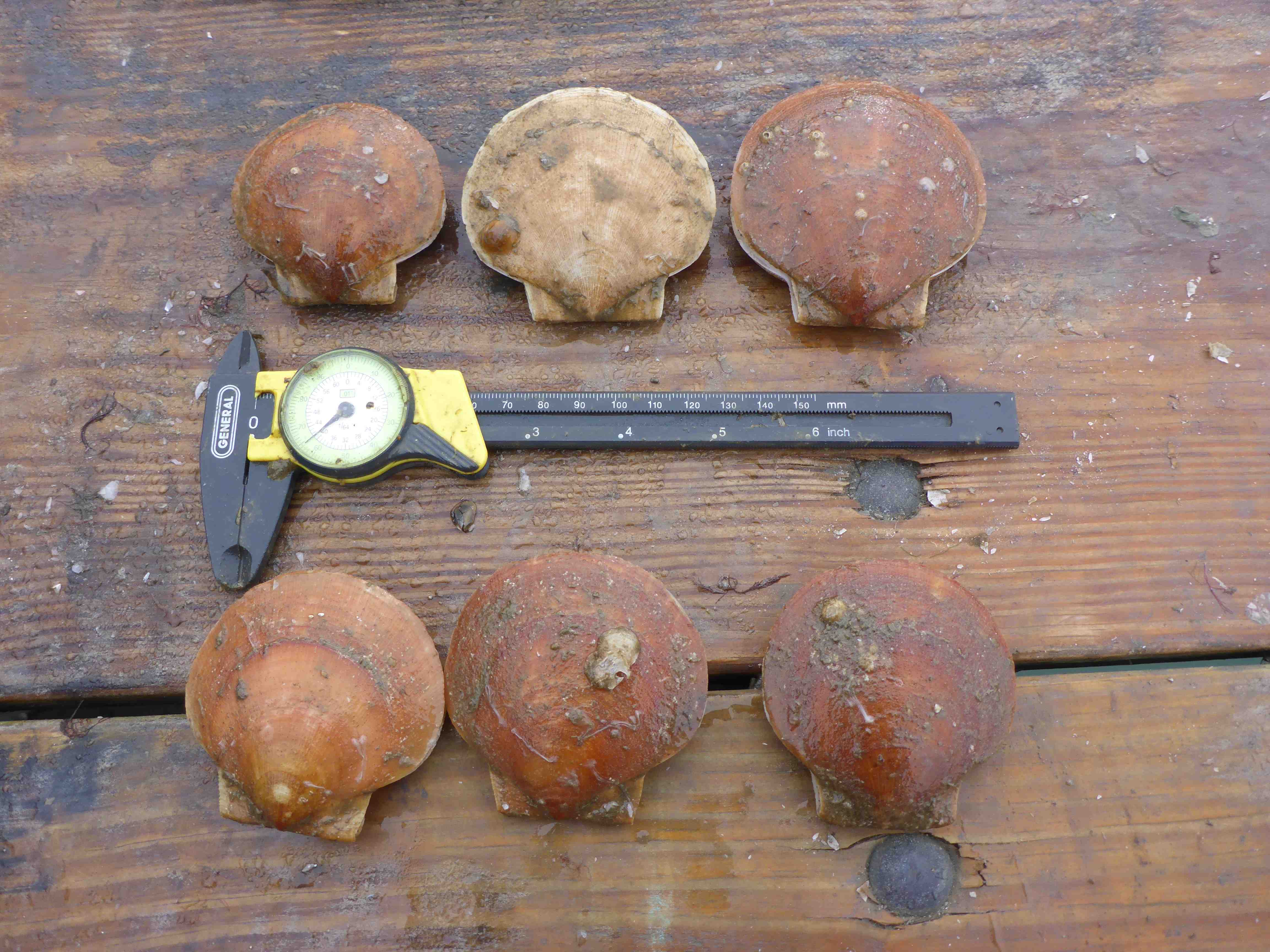Six brown scallops on a wooden dock with measuring tool