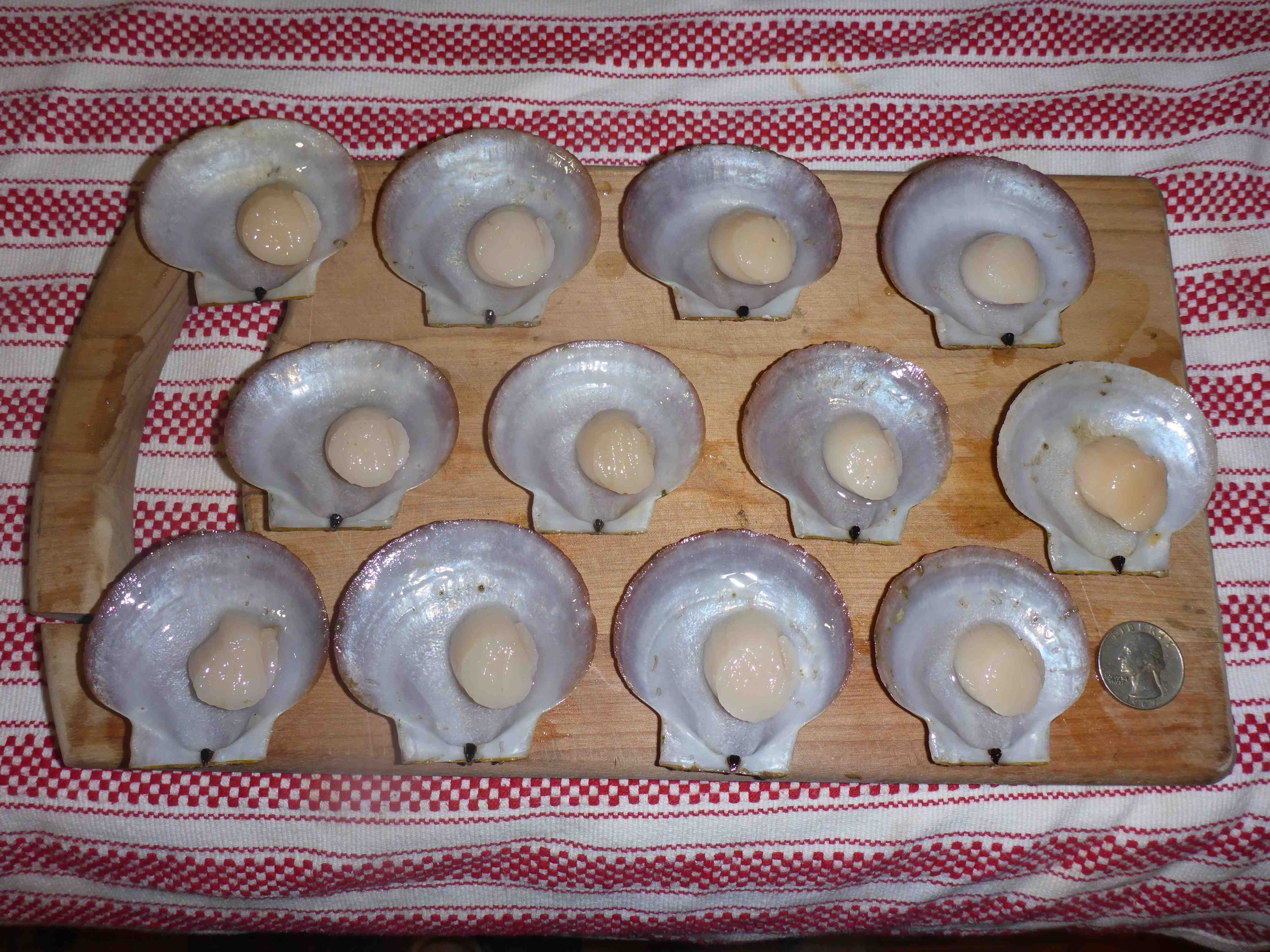 twelve scallops with meat on the half-shell