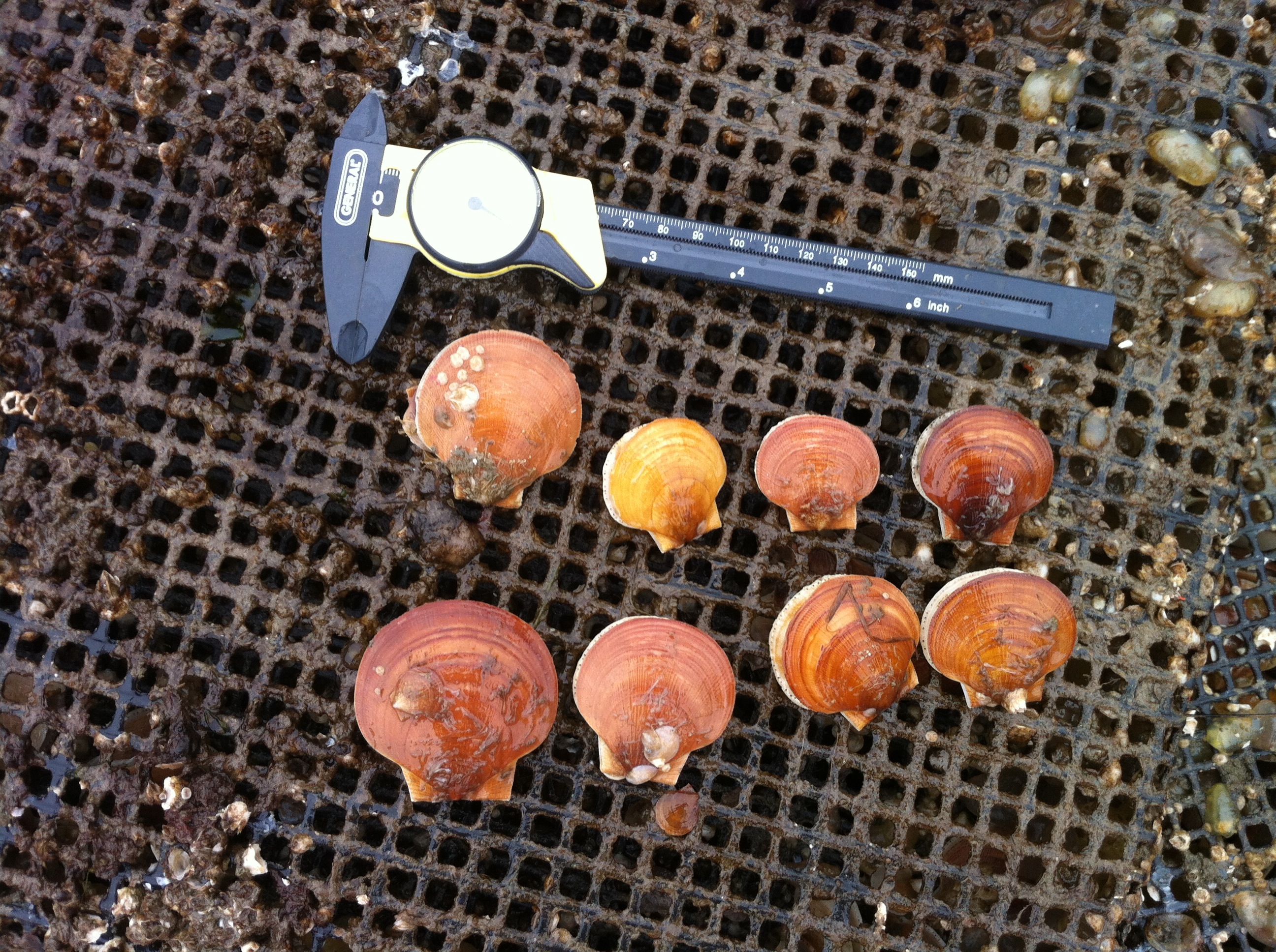 Eight scallops of different sizes with measuring tool