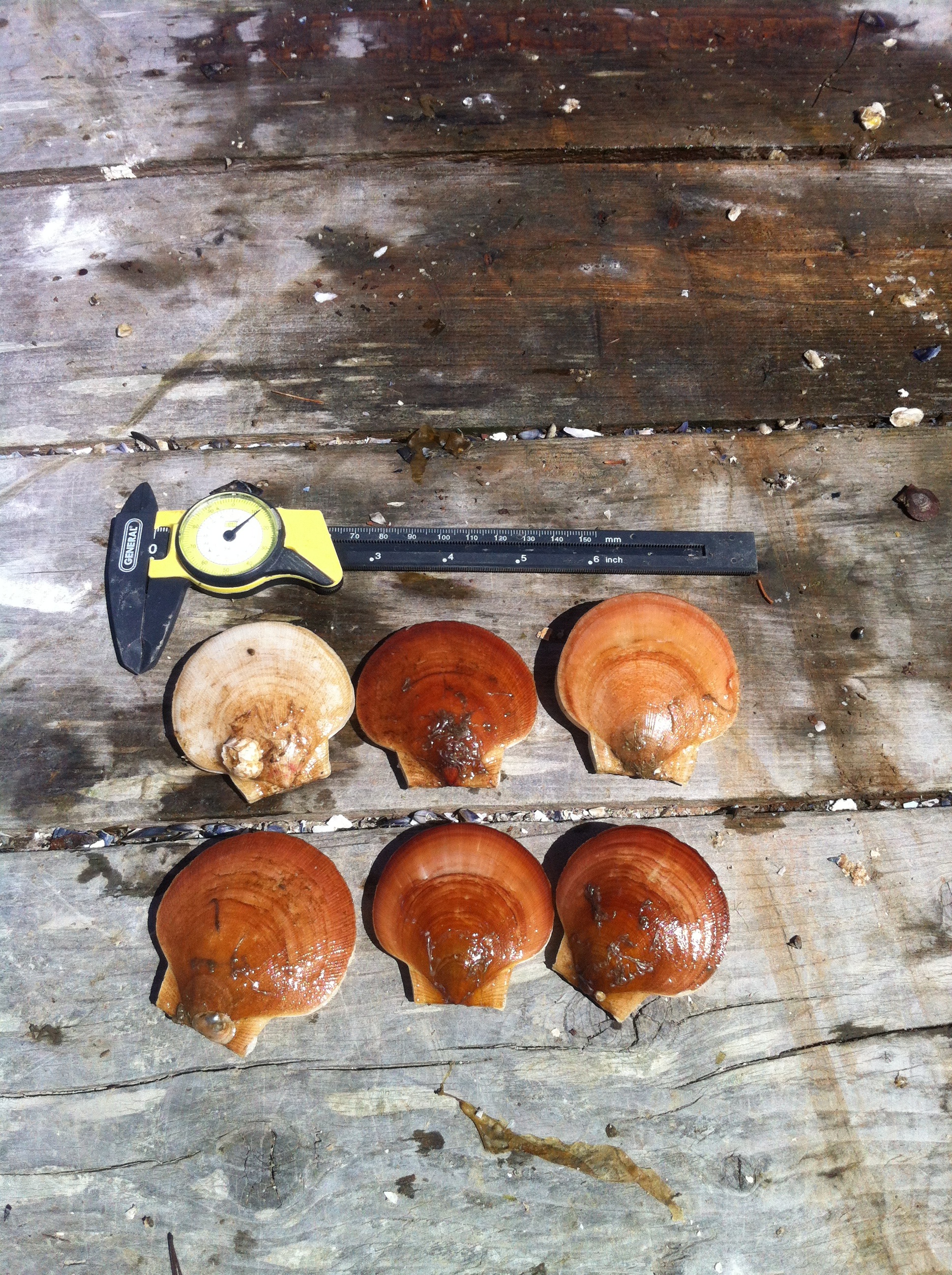 Six scallops on wooden dock with measuring tool