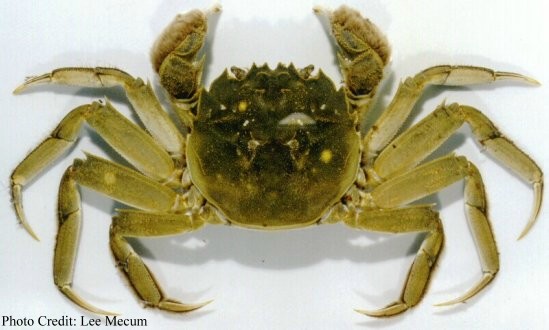 green crab photo