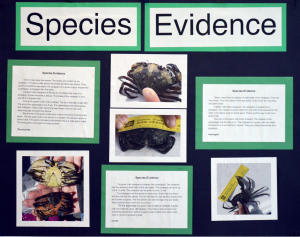 elementary student poster: species evidence