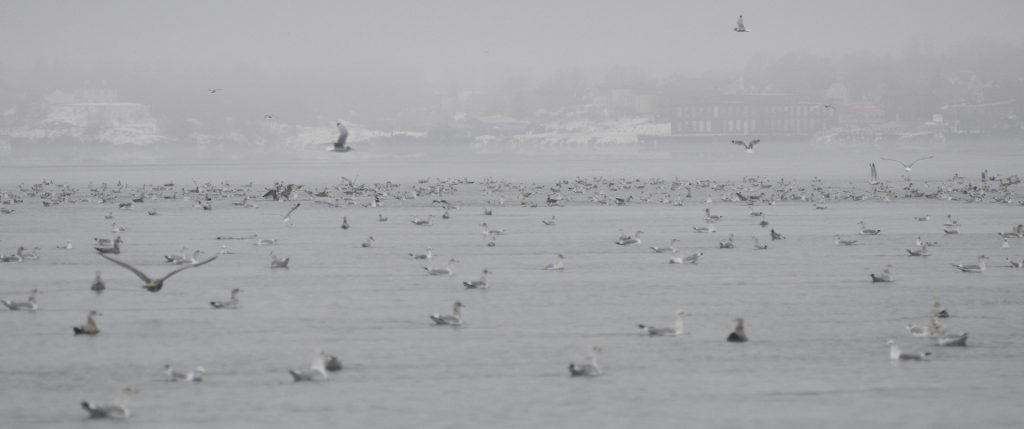 photo of gulls feeding on krill with Eastport, Maine in the background