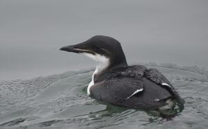 photo of thick-billed murre