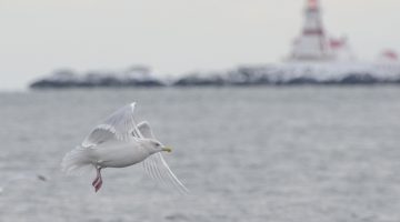 photo of an Iceland gull with East Quoddy Head Lighthouse in the background