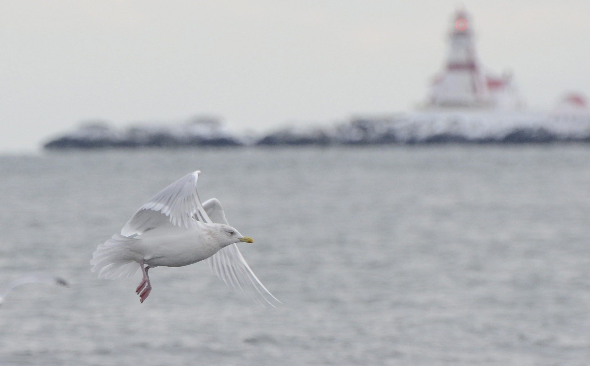 photo of an Iceland gull with East Quoddy Head Lighthouse in the background