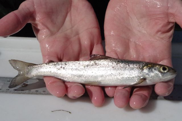 Atlantic salmon smolt - a silvery fish about seven inches long
