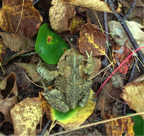 photo of American Toad Anaxyrus americanus