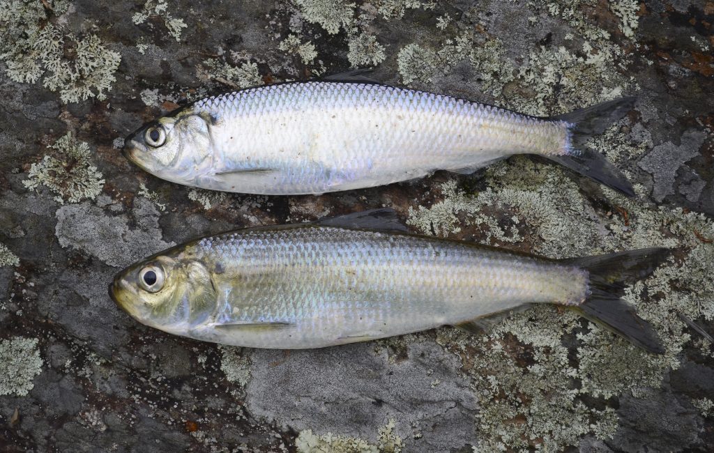 Two fish - an alweife and a blueback herring - on a rock