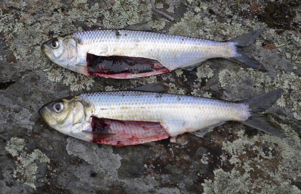 The same two fish with opened abdomens to show differences in abdominal linings