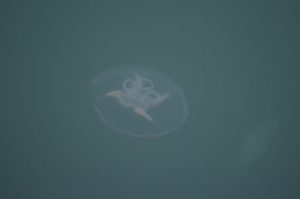 photo of jellyfish