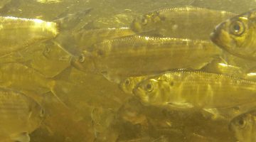 an underwater photo of swimming alewives