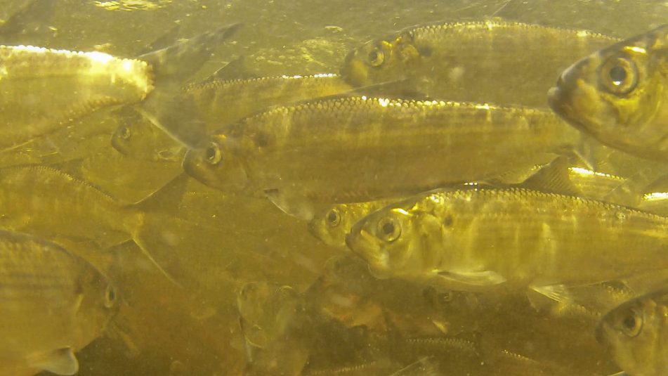 Learning about river herring in Downeast Maine Maine Sea Grant University of Maine