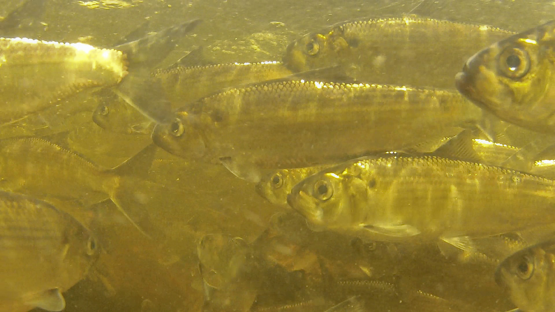 an underwater photo of swimming alewives