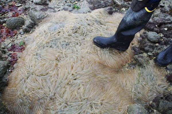 A black boot on a mass of squid fingers on a rock.