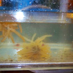 squid fingers in an aquarium tank