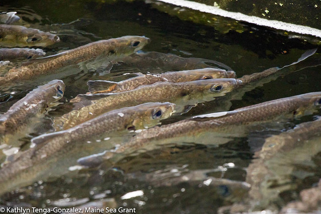 several alewives swimming in close quarters