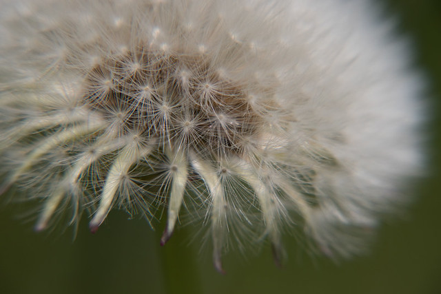 Dandelion gone to seed
