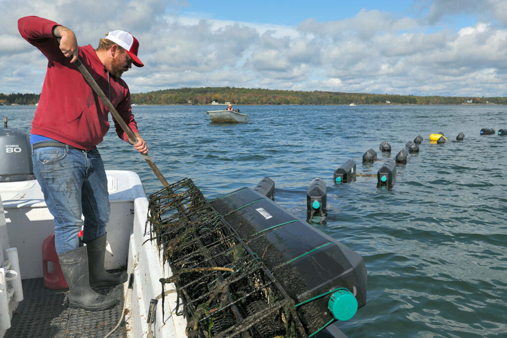 An oyster farmer lifts black cages out of the ocean, with more cages floating on the surface of the water in the background