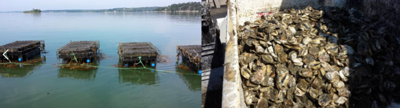 photo of Harpswell fisherman John Rogers' oyster gear, and his 2015 oyster at the new Dogs Head Oyster Company