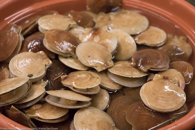 scallops in a pail