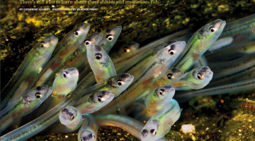 magazine article cover with juvenile eel photo by Heather Perry