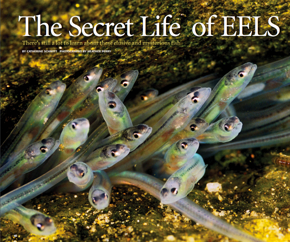 magazine article cover with juvenile eel photo by Heather Perry