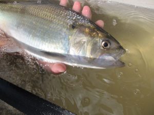 hand holding a shad fish above water background