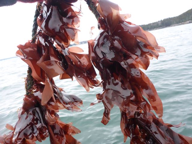 dulse growing on rope line