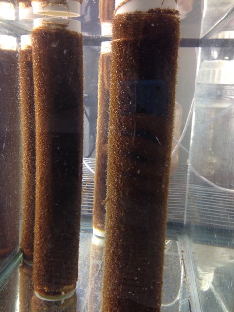 cylindrical spools covered with brown baby kelp