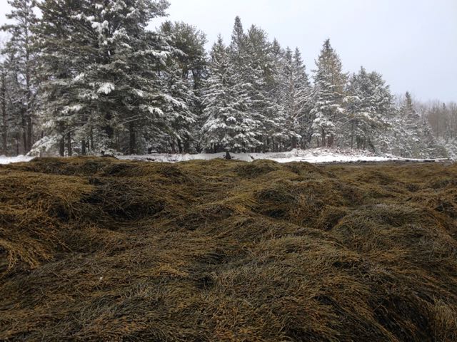 Rockweed under snowy trees
