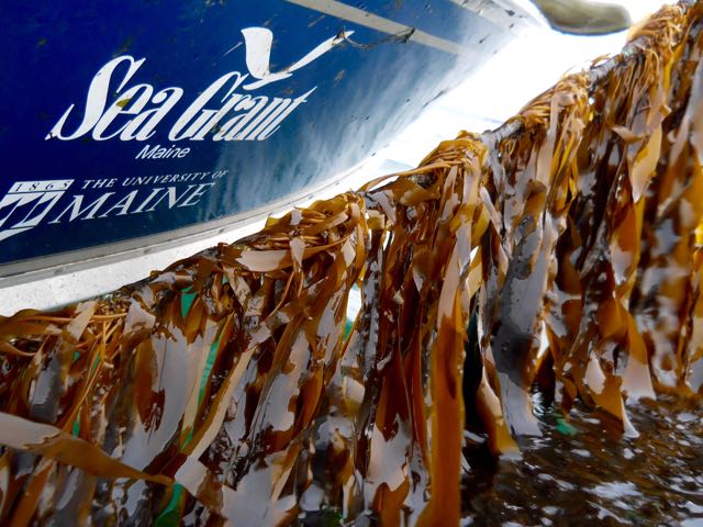 side of sea grant boat and kelp line