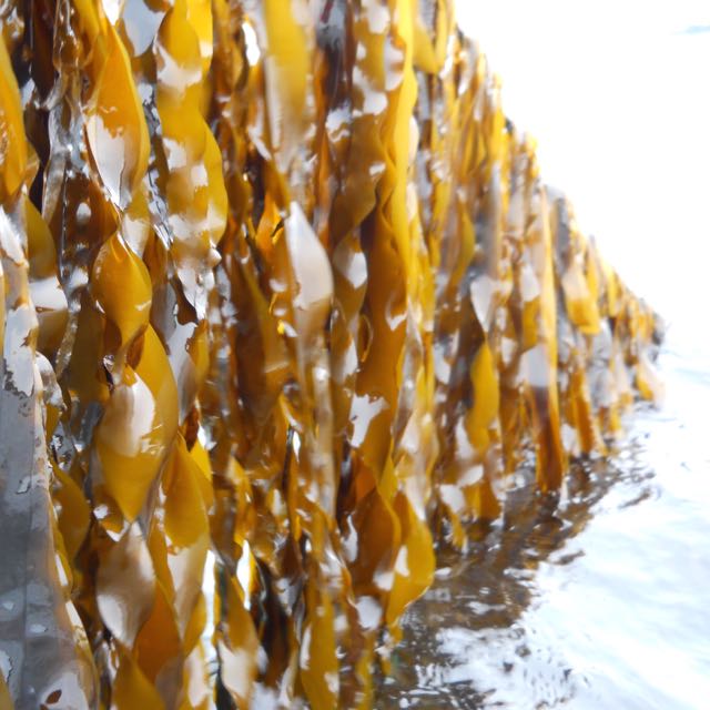 green kelp above the water