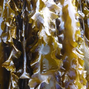 photo of hanging sugar kelp