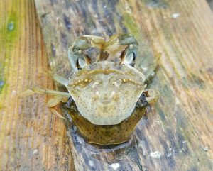 green crab on wet dock