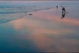 Quinault razor clam harvest, Washington tideline with pink clouds reflected by wet sand