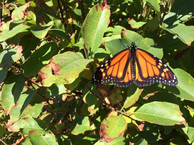 monarch butterfly