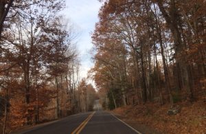 oak-lined country road