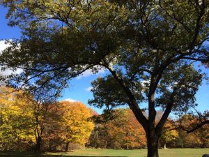 gold and orange oak trees