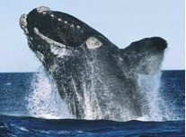 Right whale photo