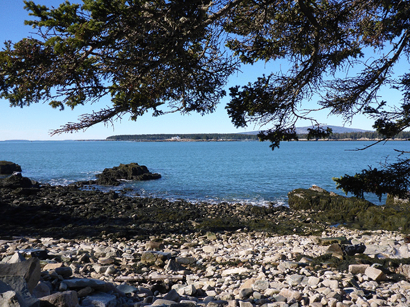 a rocky beach covered in rockweed